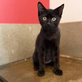 Peach -  Domestic Short Hair Cat for Adoption in Green Bay, Wisconsin - Peach | PetCurious