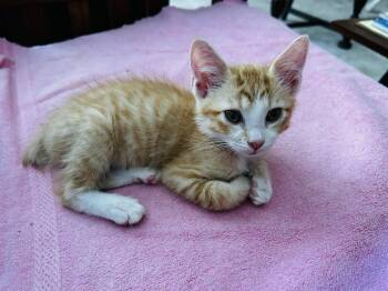 Peanut -  American Shorthair Cat for Adoption in Meeker, Oklahoma - Peanut | PetCurious