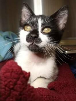 Rescue Domestic Short Hair Cats for Adoption in Waupaca, Wisconsin - Niblet | PetCurious