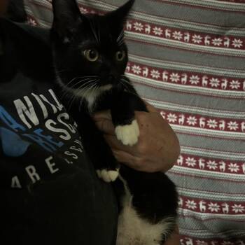 Jefferson -  Domestic Short Hair Cat for Adoption in Hemet, California - Jefferson | PetCurious