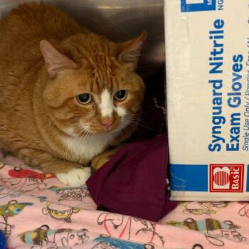 Biscuit -  Domestic Short Hair Cat for Adoption in Murray, Utah - Biscuit | PetCurious