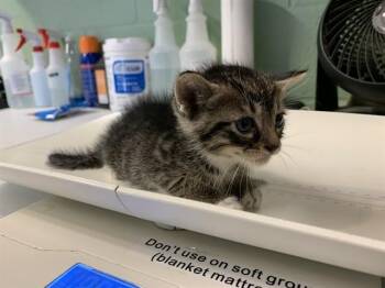 Domestic Short Hair Cats Available for Adoption in Grand Prairie, Texas - MARK | PetCurious