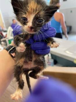 PEBBLES -  Domestic Short Hair Cat Available for Adoption in Palmetto, Florida - PEBBLES | PetCurious