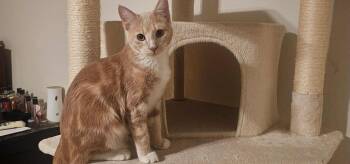 Rescue Domestic Short Hair Cats for Adoption in Antioch, California - Hermes | PetCurious