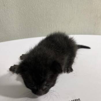 North -  Domestic Short Hair Cat for Adoption in Tampa, Florida - North | PetCurious