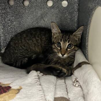 Tricycle -  Domestic Short Hair Cat for Adoption in Abilene, Texas - Tricycle | PetCurious