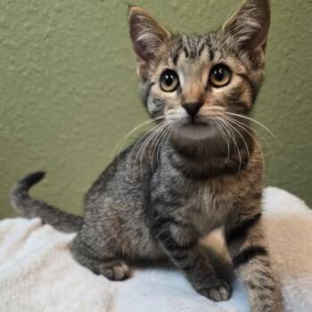 Itty -  Domestic Short Hair Cat for Adoption in Fresno, California - Itty | PetCurious