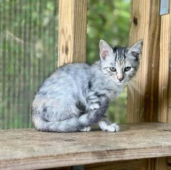 Berenice -  Domestic Short Hair Cat for Adoption in Groveland, Massachusetts - Berenice | PetCurious