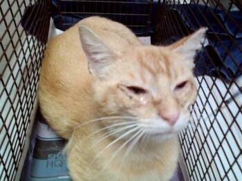 Domestic Short Hair Cats Available for Adoption in Martinez, California - DINO | PetCurious