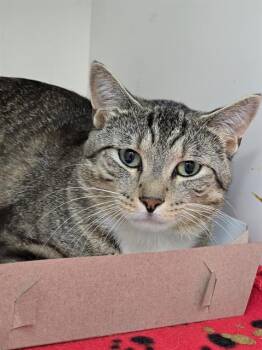 CAPTAIN JACK -  Domestic Short Hair Cat for Adoption in Indianapolis, Indiana - CAPTAIN JACK | PetCurious