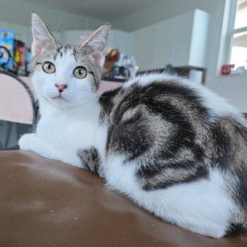 Domestic Short Hair Cats Available for Adoption in Fort Lauderdale, Florida - Chef | PetCurious