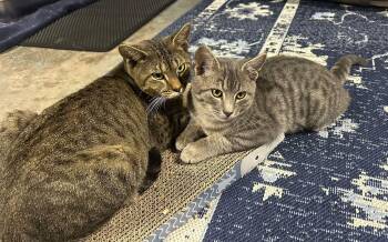 Bella & Beau -  Domestic Short Hair Cat for Adoption in Claridge, Pennsylvania - Bella & Beau | PetCurious