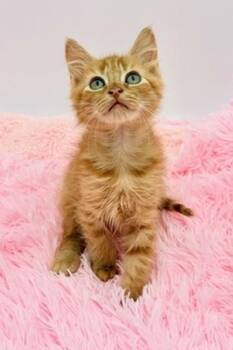 Scribble -  Domestic Long Hair Cat for Adoption in Covington, Louisiana - Scribble | PetCurious