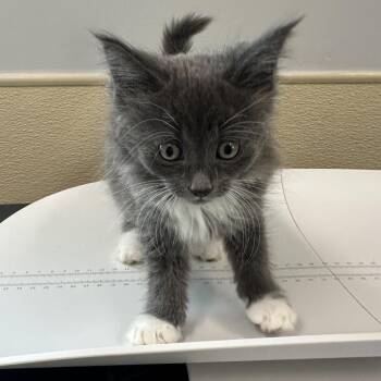 Vanilla -  Domestic Long Hair Cat for Adoption in Clavet, Saskatchewan - Vanilla | PetCurious