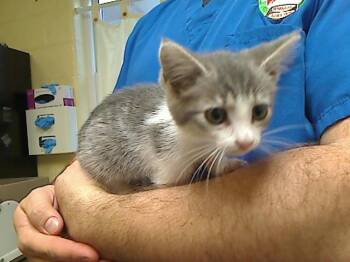 SYREN -  Domestic Short Hair Cat for Adoption in Cookeville, Tennessee - SYREN | PetCurious