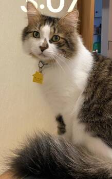 Maine Coon and Domestic Long Hair Cats Available for Adoption - PAXTON  Offered By Owner | PetCurious