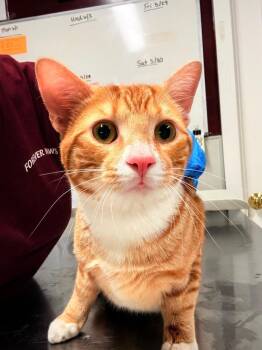 Twinkie -  Domestic Short Hair Cat Available for Adoption in Fall River, Massachusetts - Twinkie | PetCurious