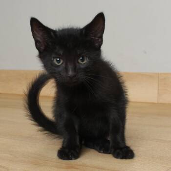 Marsale C69609 -  Domestic Short Hair Cat for Adoption in Minnetonka, Minnesota - Marsale C69609 | PetCurious