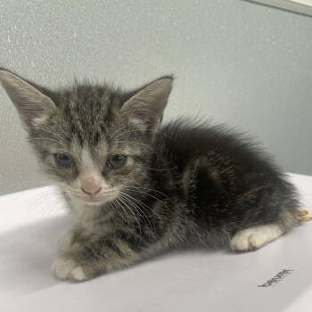 Scooter -  Domestic Short Hair Cat for Adoption in Tampa, Florida - Scooter | PetCurious