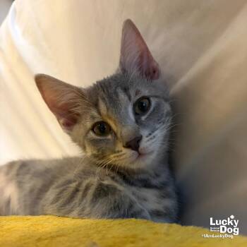 Alaska -  Domestic Short Hair Cat for Adoption in Washington, District Of Columbia - Alaska | PetCurious