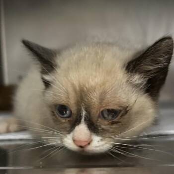 Gauze -  Domestic Short Hair Cat Available for Adoption in Chattanooga, Tennessee - Gauze | PetCurious
