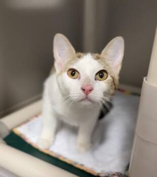Domestic Short Hair Cats Available for Adoption in Bemidji, Minnesota - Molly | PetCurious