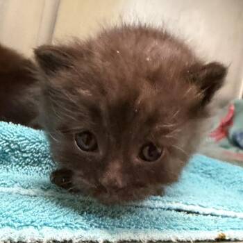 Purrter Pan -  Domestic Short Hair Cat for Adoption - Purrter Pan | PetCurious