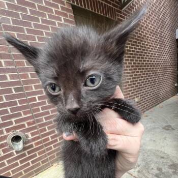 Tug Boat -  Domestic Short Hair Cat for Adoption in Biltmore Forest, North Carolina - Tug Boat | PetCurious