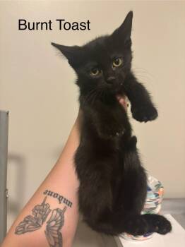 Rescue Domestic Short Hair Cats for Adoption in Clarksville, Tennessee - Burnt Toast SKS | PetCurious