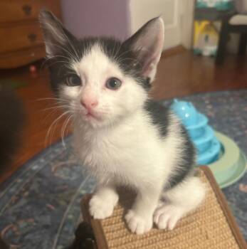 Magpie -  Domestic Short Hair Cat for Adoption in Fort Worth, Texas - Magpie | PetCurious