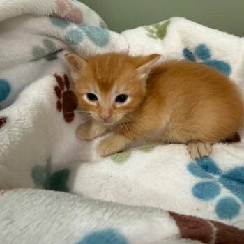 Jasper -  Domestic Short Hair Cat for Adoption in Ferndale, Washington - Jasper | PetCurious