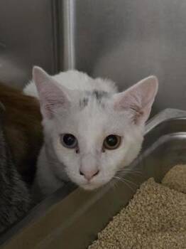 Chester -  Domestic Short Hair Cat for Adoption in Roseville, California - Chester | PetCurious