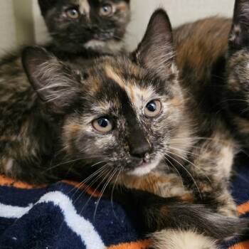 Tatum -  Domestic Short Hair Cat Available for Adoption in Monroe, Michigan - Tatum | PetCurious