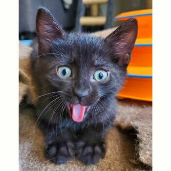Raptor Dino 11 -  Domestic Short Hair Cat Available for Adoption in Austin, Texas - Raptor Dino 11 | PetCurious