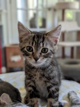 Kilimanjaro -  Tabby Cat for Adoption in Richmond, Virginia - Kilimanjaro | PetCurious