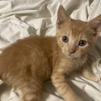 Lion Dyal-MR -  Domestic Short Hair Cat for Adoption in Tallahassee, Florida - Lion Dyal-MR | PetCurious