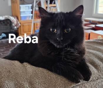 Domestic Long Hair Cats Available for Adoption - Reba | PetCurious