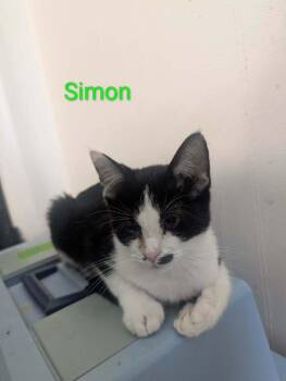 Domestic Short Hair Cats Available for Adoption - Simon | PetCurious