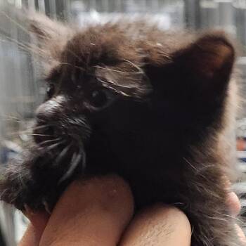 Ceres K46658 -  Domestic Short Hair Cat for Adoption in Corsicana, Texas - Ceres K46658 | PetCurious