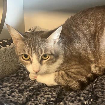 Junie -  Domestic Short Hair Cat for Adoption in Sarasota, Florida - Junie | PetCurious