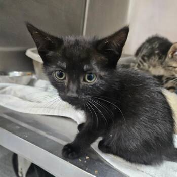 Rowdy -  Domestic Short Hair Cat for Adoption in Ridgely, Maryland - Rowdy | PetCurious