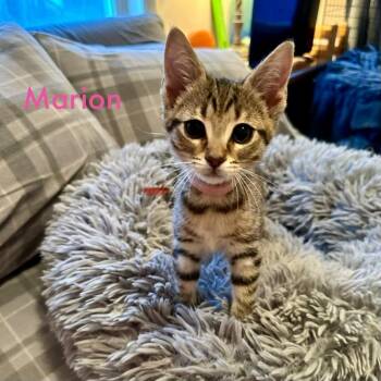 Marion -  American Shorthair Cat for Adoption in Charlotte, Michigan - Marion | PetCurious