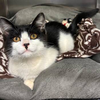 Domestic Short Hair Cats Available for Adoption in Richmond, California - SELBY | PetCurious