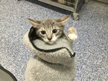 Domestic Short Hair Cats Available for Adoption in Thousand Palms, California - A1918819 | PetCurious