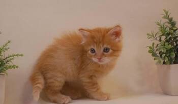 Pumpkin -  Maine Coon and Tabby Cat for Adoption in Parlier, California - Pumpkin | PetCurious