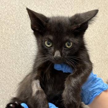 Blake -  Domestic Short Hair Cat for Adoption in San Antonio, Texas - Blake | PetCurious