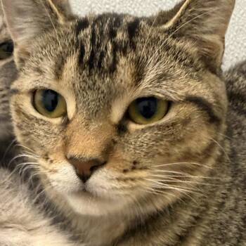 Bess -  Domestic Short Hair Cat for Adoption in New York, New York - Bess | PetCurious