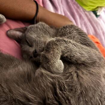 Domestic Short Hair Cats Available for Adoption in New York, New York - Celtic | PetCurious