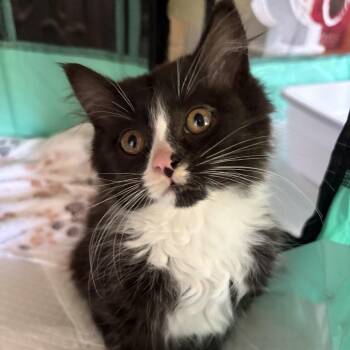 Domestic Long Hair Cats Available for Adoption in Little Mountain, South Carolina - Ghost Pepper | PetCurious