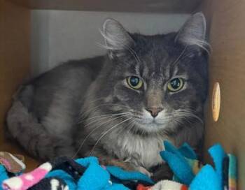 Peter Pan -  Domestic Medium Hair and Domestic Short Hair Cat for Adoption in Bellevue, Washington - Peter Pan | PetCurious